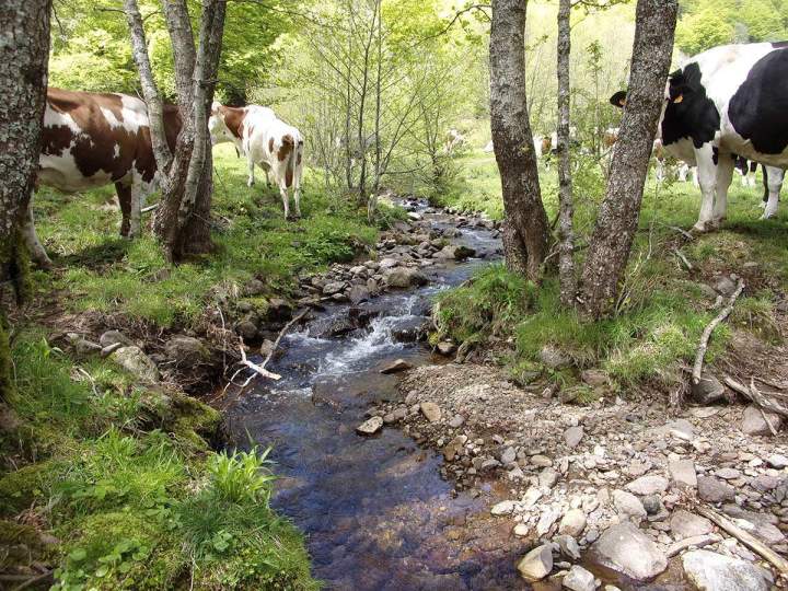Protection de l’environnement Pays Gentiane